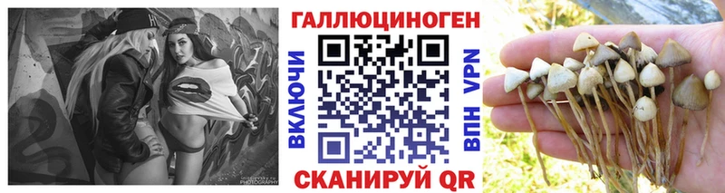 Купить где Данилов Галлюциногенные грибы мицелий